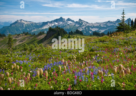 Wildblumen Wiese und Blick auf Tatoosh Range vom Skyline Trail im Paradies; Mount Rainier Nationalpark, Washington. Stockfoto