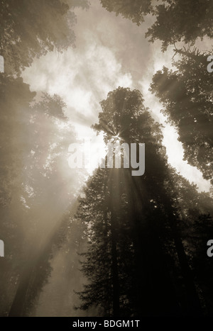 Redwood-Bäume, Nebel und Sonne Strahlen; Lady Bird Johnson Grove, Redwoods National Park, Kalifornien. Stockfoto