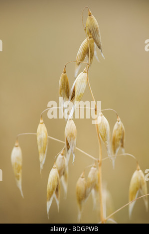 Avena Sativa. Hafer, Getreide Nahaufnahme Stockfoto