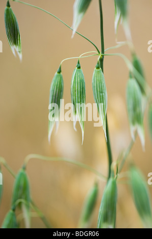 Avena Sativa. Unreife Hafer, Getreide Nahaufnahme Stockfoto