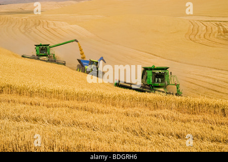 Verbindet zwei Ernte weiße Weichweizen auf sanften Hang Gelände während man kombinieren entlädt in einem Körnchen Wagen "on-the-Go" / USA Stockfoto