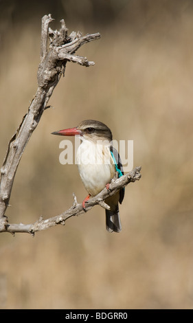 Braun mit Kapuze Kingfisher auf Barsch, Kruger Park. Stockfoto