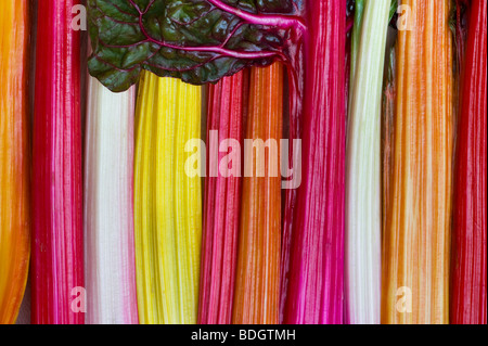 Regenbogen-Mangold-Gemüse-Muster Stockfoto