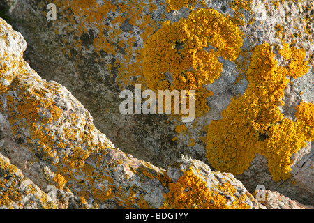 Detail der orangefarbenen Flechten wachsen auf den Felsen. Stockfoto