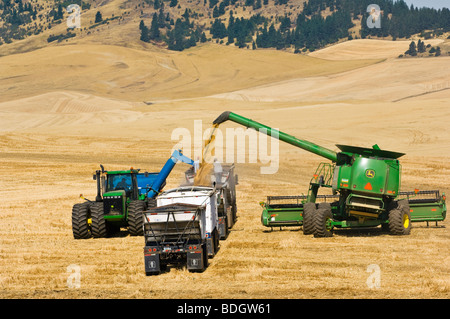 Ein Mähdrescher und Getreide Wagen entladen frisch geernteten weichen weißen Weizen in einen Korn-LKW für den Transport zu einem Getreidesilo / USA. Stockfoto