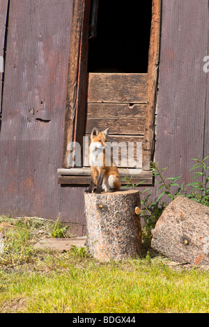 Juvenile Red Fox Kit Sonnen vor der verlassenen Gebäude. (Vulpes Vulpes) Stockfoto