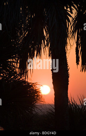 Palmen, die Silhouette von orange untergehenden Sonne in Venedig auf dem Südwesten Golfküste von Florida Stockfoto