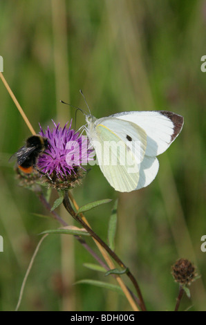 Großen weißen Schmetterling oder Kohl White Butterfly, Pieris Brassicae, Pieridae, Männlich Stockfoto