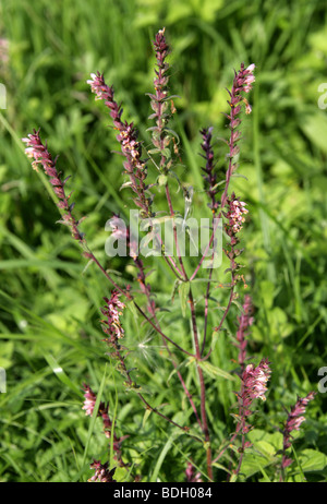 Rot Bartsia, Odontites Vernus Verna, Scrophulariaceae Stockfoto