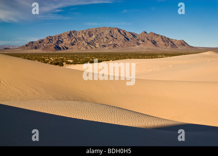 Cadiz Dünen, Schiff Bergen in der Ferne, Mojave Trails National Monument, Mojave Wüste, Kalifornien, USA Stockfoto