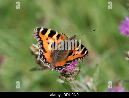 Kleiner Fuchs Schmetterling, Nymphalis Urticae, Nymphalidae Stockfoto