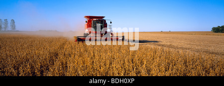 Landwirtschaft - ein Mähdrescher erntet Sojabohnen im späten Nachmittag Licht / Minnesota, USA. Stockfoto