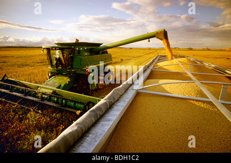 Ein Mähdrescher ernten Sojabohnen in einem Feld von Unkraut befallen und entlädt in einem Körnchen LKW "on-the-Go" / in der Nähe von Sanford, Manitoba, Kanada Stockfoto