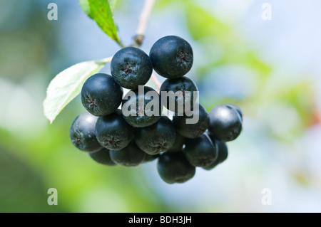 Aronia Beere auf Baum closeup Stockfoto