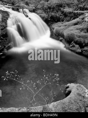 Frühling Wachstum und unbenannte fällt auf White Zweig des Lost Creek. Drei Schwestern Wildnis, Oregon Stockfoto