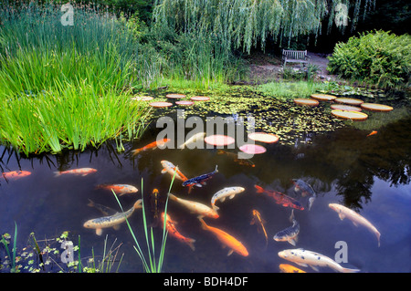 Koi im Teich. Hughes Wassergärten. Oregon Stockfoto