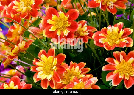 Dahlien-Sorte Pooh. Swan Island Dahlia Farm. Oregon Stockfoto