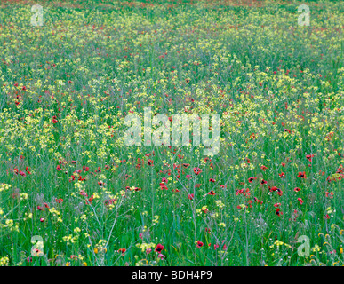 Mohn und Senf in Feld nahe Goldendale, Washington Stockfoto