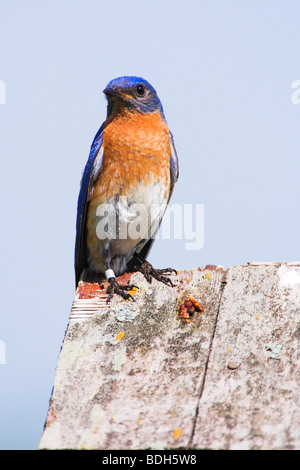 Östlichen Bluebird (Sialia Sialis) auf Nistkasten Lowery Natur Center am Carver Park Reserve in der Nähe von Victoria, Minnesota. Stockfoto