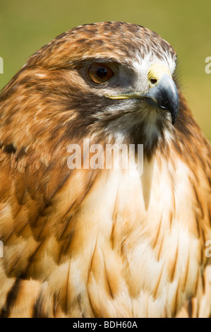 Rotschwanzfalke (Buteo jamaicensis) Porträt. Gefangener Vogel aus dem Minnesota Raptor Center. Stockfoto