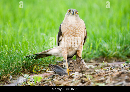 Ein wilder Coopers Falke hält eine Trauertaube in den Krallen. Die Taube wurde während des Fluges gefangen und bis zum Tod festgehalten. Stockfoto