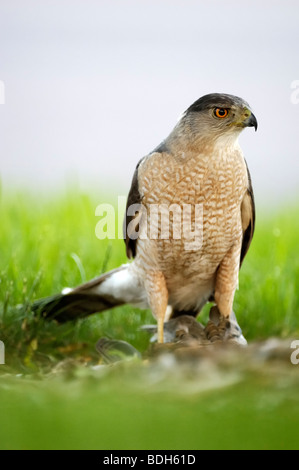 Ein wilder Coopers Falke hält eine Trauertaube in den Krallen. Die Taube wurde während des Fluges gefangen und bis zum Tod festgehalten. Stockfoto