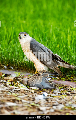 Ein wilder Coopers Falke hält eine Trauertaube in den Krallen. Die Taube wurde während des Fluges gefangen und bis zum Tod festgehalten. Stockfoto