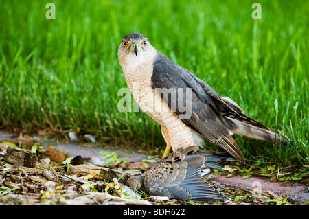 Ein wilder Coopers Falke hält eine Trauertaube in den Krallen. Die Taube wurde während des Fluges gefangen und bis zum Tod festgehalten. Stockfoto