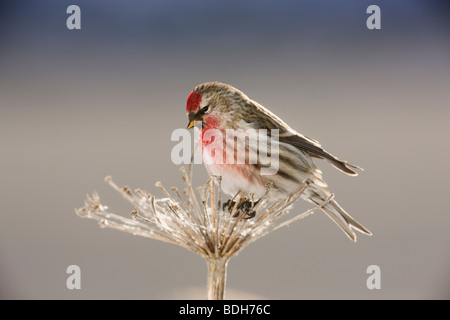 Gemeinsamen Redpoll, Seward, Alaska. (Zuchtjahr Flammea) Stockfoto