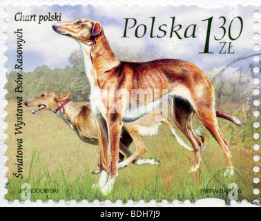 Chart Polski - der polnische Sicht Hund auf polnische Briefmarke Stockfoto