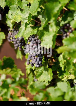 Trauben von Merlot-Trauben am Rebstock Newsom Vineyards in Yoakum County, Texas, USA erntereif Stockfoto