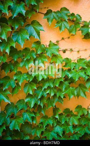 Efeu wächst auf eine orange Wand - BOSTON, MASSACHUSETTS Stockfoto