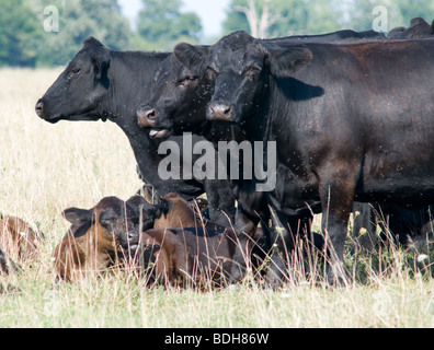 Angus-Rinder stehen in field.near Mt. Vernon, Ohio Stockfoto