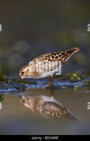 Am wenigsten Sandpiper Shorebird während der Frühjahrswanderung nach Alaska, in der Nähe von Seward, Alaska. Stockfoto