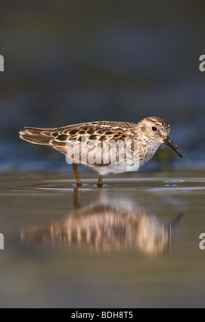 Am wenigsten Sandpiper Shorebird während der Frühjahrswanderung nach Alaska, in der Nähe von Seward, Alaska. Stockfoto