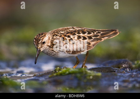 Am wenigsten Sandpiper Shorebird während der Frühjahrswanderung nach Alaska, in der Nähe von Seward, Alaska. Stockfoto