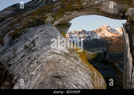 Mt. Alice betrachtet durch Treibholz, Chugach National Forest, Seward, Alaska. Stockfoto