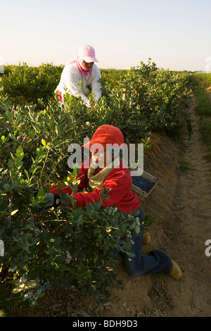 Frauen Feld Arbeiter Ernte Heidelbeeren im späten Frühling Licht des frühen Morgens / in der Nähe von Delano, San Joaquin Valley, Kalifornien, USA Stockfoto