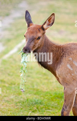 2009 Saison Elk/Wapiti Kalb Beweidung in der Stadt von Estes Park (Cervus Canadensis). Stockfoto