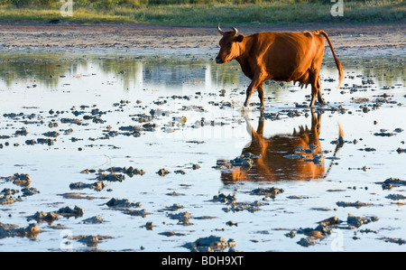 Kuh läuft morgen Sumpf und Reflexion Stockfoto