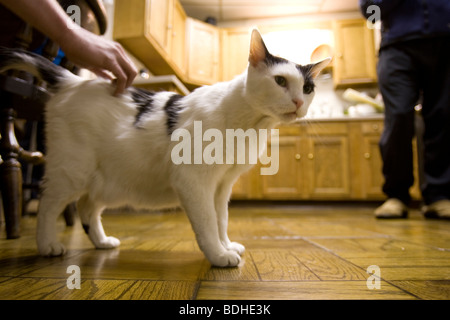 Niedrigen Winkel Blick auf eine schwarze und weiße Katze, die immer des Rückens zerkratzt in der Küche am Mount Washington Observatory. Stockfoto