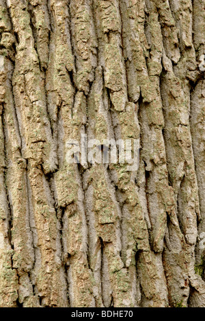 Rinde der Stieleiche (Quercus Robur) großaufnahme, England, UK Stockfoto