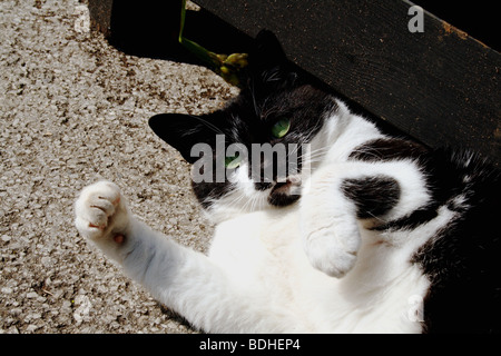 Verspielte Katze Felis Catus Familie Felidae mit grünen Augen gehalten als Haustiere oder Hauskatze Stockfoto