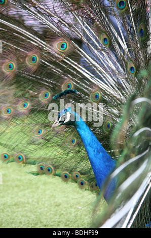 Pfau Anzeige seine Federn mit einer engen der seinen Kopf und Nacken Stockfoto