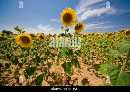 Sonnenblumenfeld unter einer heißen Sonne in der Region Gard, Provence, Frankreich 14. Juli 2009 Stockfoto