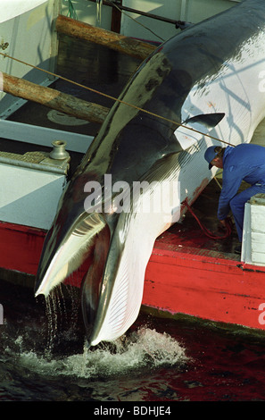 Harpuniert Zwergwal wird an Bord der norwegischen Walfänger SENET in der Nordsee geschleppt. Die SENET ist eine von etwa 30 Walfang ve Stockfoto