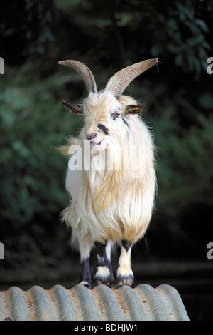 Afrikanische Zwergziege Stockfoto