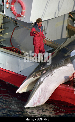 Harpuniert Zwergwal wird an Bord der norwegischen Walfänger SENET in der Nordsee geschleppt. Die SENET ist einer von etwa 30 whaling Schiff Stockfoto