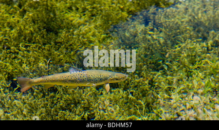 Foto zeigt eine Regenbogenforelle im klaren Wasser eines Sees. Stockfoto