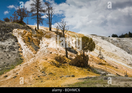 Travertin-Terrassen im unteren Terrassen Bereich in Mammoth Hot Springs im Yellowstone National Park in Wyoming USA Stockfoto